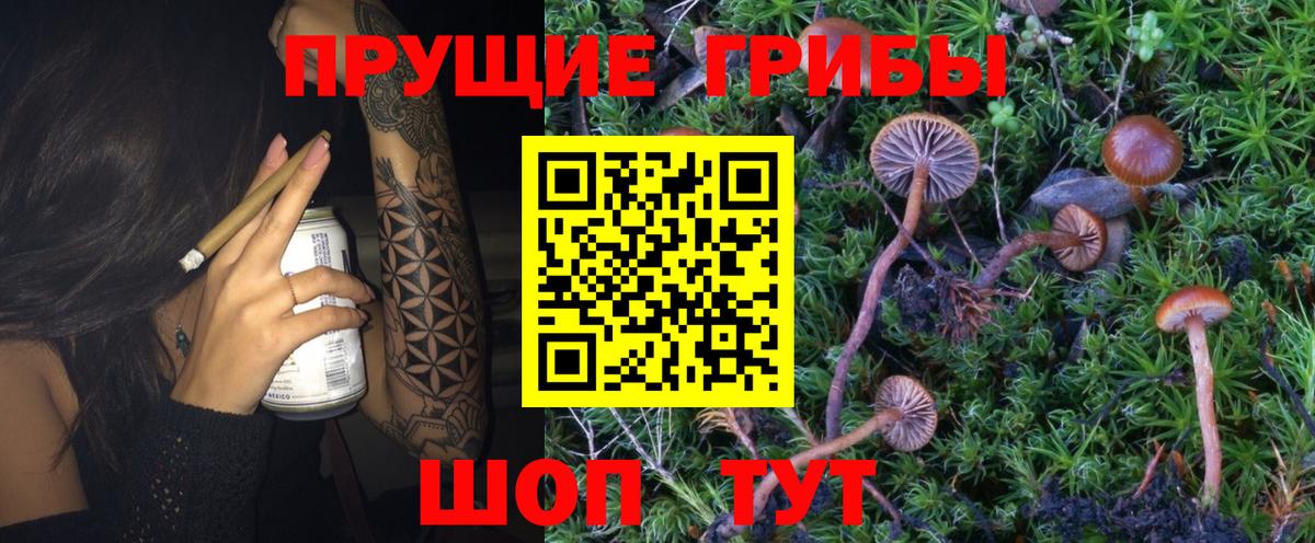 Псилоцибиновые грибы Psilocybe  Вход с VPN  Псилоцибиновые грибы мицелий  Киров 